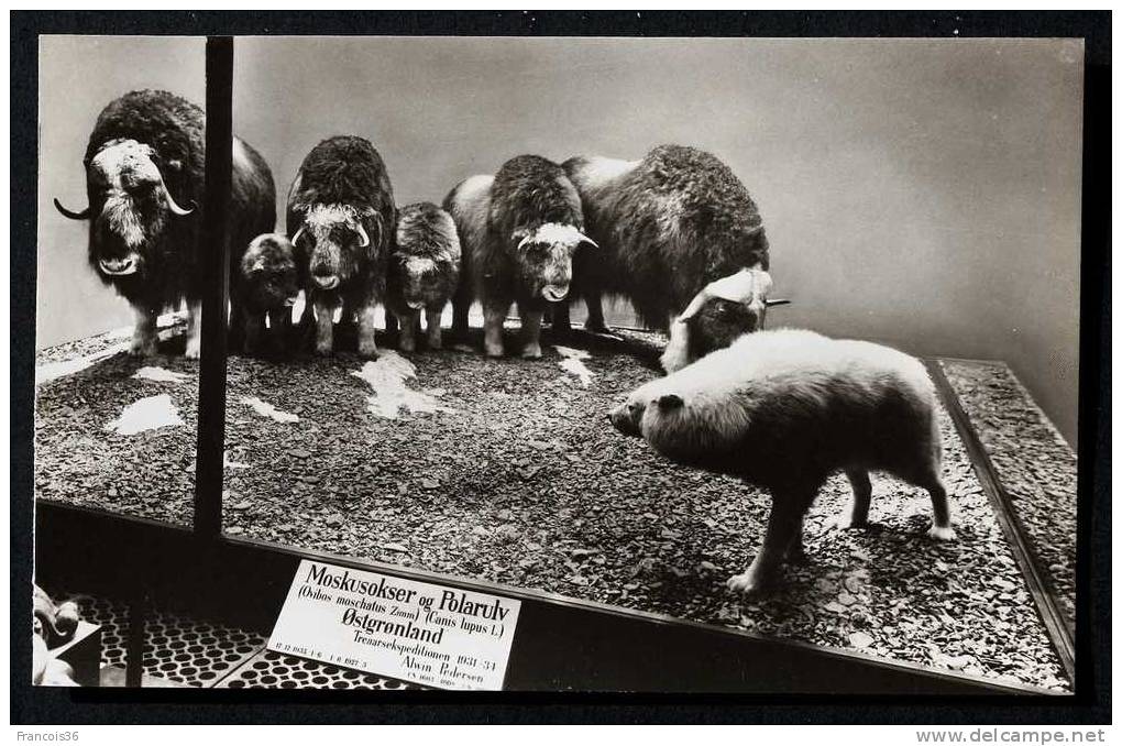 Ours Polaire Et Buffles - Universitetets Zoologiske Museum Kobenhavn - Moskusokser Og Polarulv Fra Ostgronland - Bären