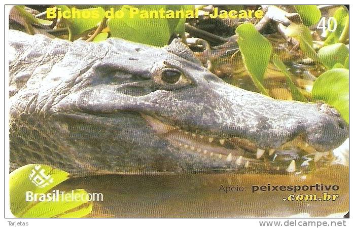 TARJETA DE BRASIL DE UN COCODRILO (CROCODILE) - Crocodiles Et Alligators