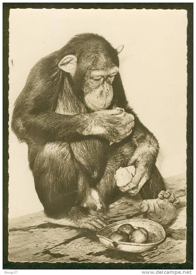 Carte Postale Moderne Chimpanzé De Guinée Cp 422 - Apen