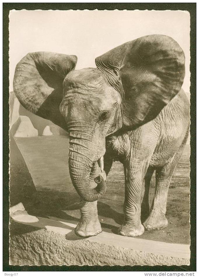 Carte Postale Moderne Elephant Aux Oreilles Déployées Cp 400 - Elephants