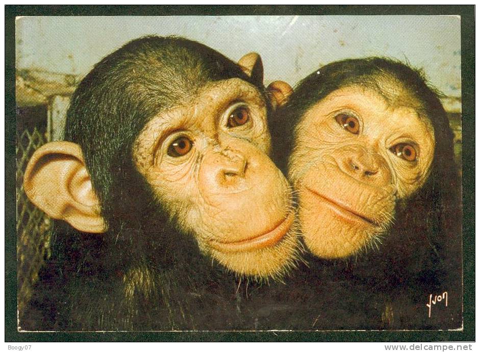 Carte Postale Moderne Singe Et Singeries Cp N°1 Chimpanzé ? - Apen