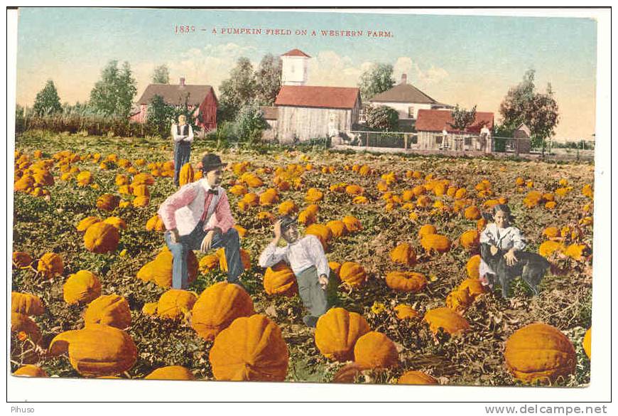 US-203  CALIFORNIA Harvesting : A Pumpkin Field On A Western Farm - Cultures