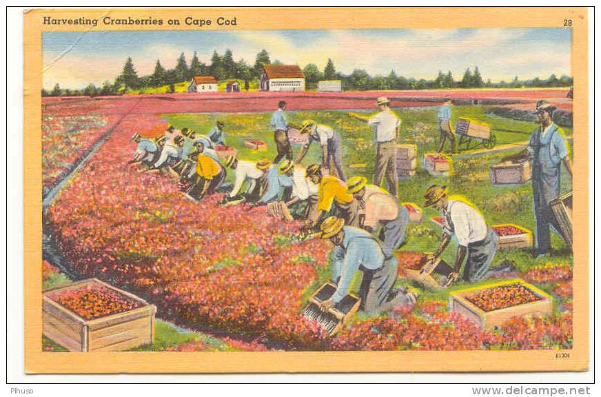 US-222  : Cape God : Harvesting Cranberries - Cultures