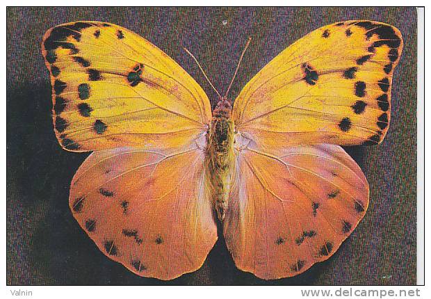 Papillon Phoebis Avellaneda (femelle) - Butterflies