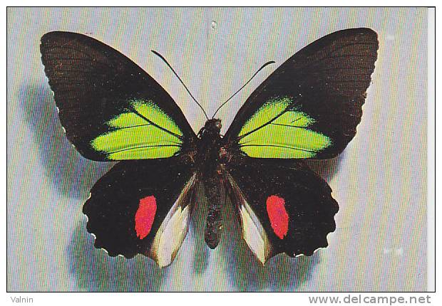 Papillon Papiolo Childrenae (male) - Butterflies