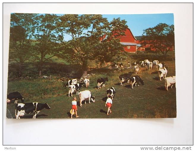 US -MO - Spickard -  Missouri  - Cows  -VF   D58125 - Otros & Sin Clasificación