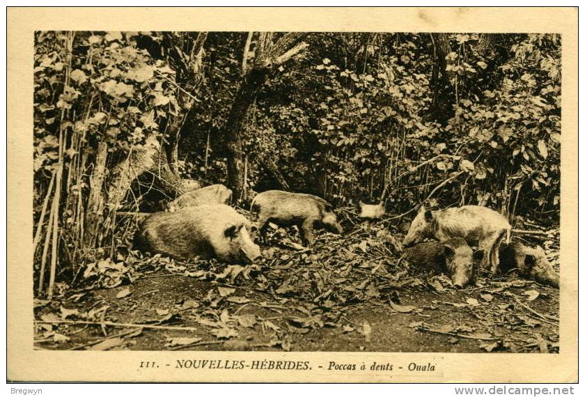 CPA Nouvelles-Hébrides - Poccas à Dents - Ouala - Vanuatu