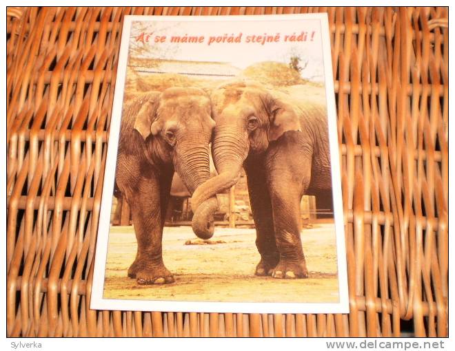 Elefant Postkarte Postcard - Elephants