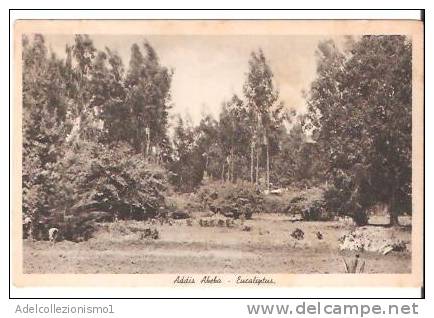 33045)cartolina Illustratoria Addis Abeba - Eucaliptus - Ethiopie