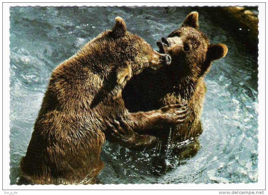 OURS BRUN  - BROWN BEAR  -  BÄR - BRAUNBÄR - WILDPARK CUMBERLAND - Ours