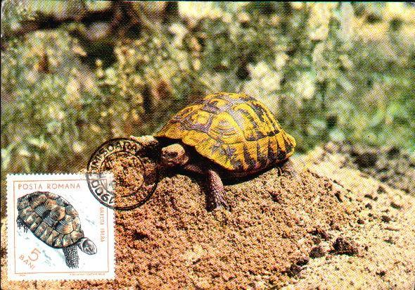 Romania Maximum Card With Turtle Very Rar. - Turtles