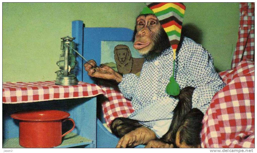 Cpsm Chimpanze Non Circulee - Scimmie