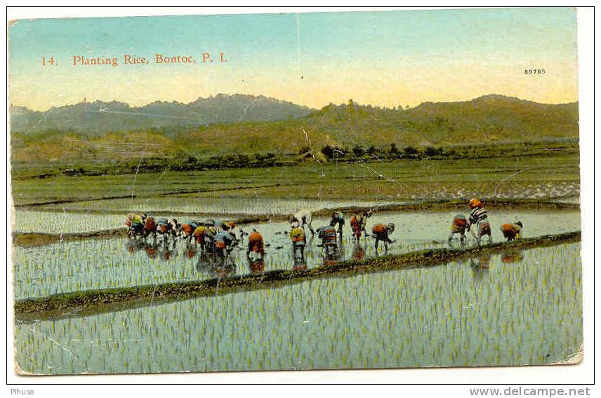 ASIA-57   PHILIPPINES ISLANDS : BONTOC : Planting Rice - Filipinas