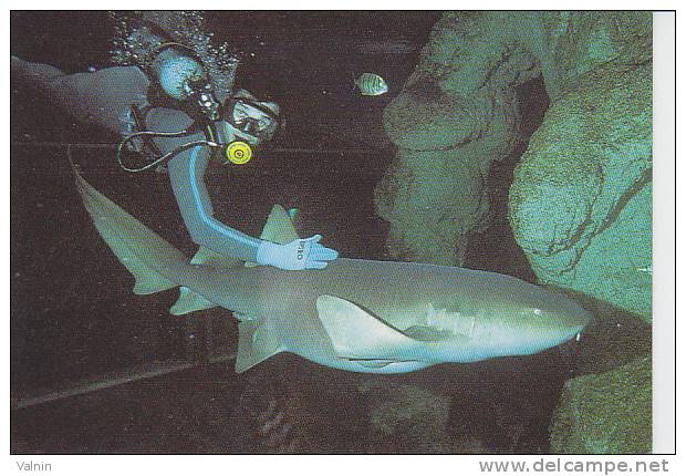 Requin Nourrice Avec Plongeur - Poissons Et Crustacés
