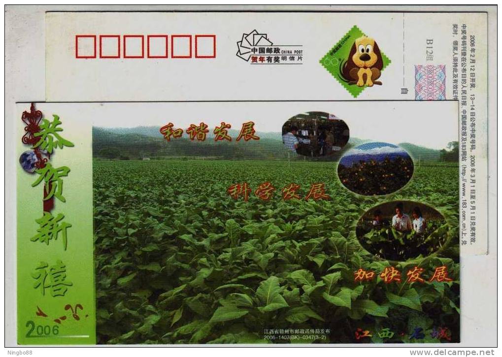 Tobacco Field,Fruit Planting,China 2006 Shicheng Country Tobacco Industry Advertising Postal Stationery Card - Tabacco