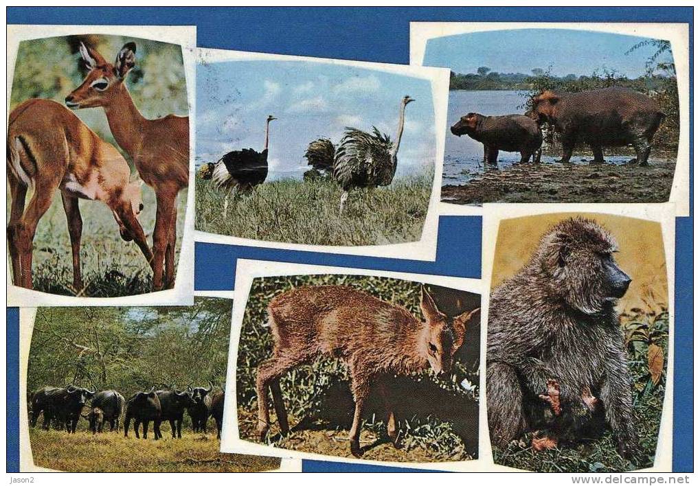 Cpm Animaux( Multivues) Singe, Buffles, Autruches,hippopotames,biches En Afrique 1972 - Hippopotamuses