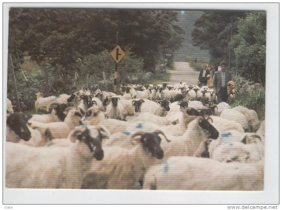 On The Road To Maam Cross. Connemara. - Galway