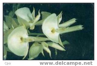 # VENEZUELA 142 Catasetum Pileatum  7/12 (Orquideas) 1000 Incard 09.96 -fleurs,flowers- Tres Bon Etat - Venezuela