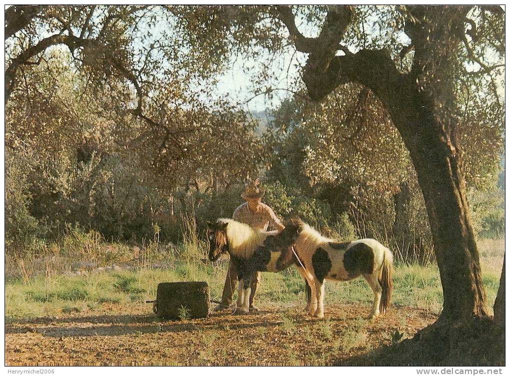 Bandol, Jardin Exotique Et Zoo Poney Schetland, Ed Aris - Bandol