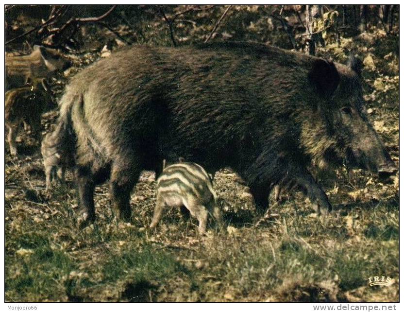 CPM D Une Laie Et Ses Marcassins - Pigs