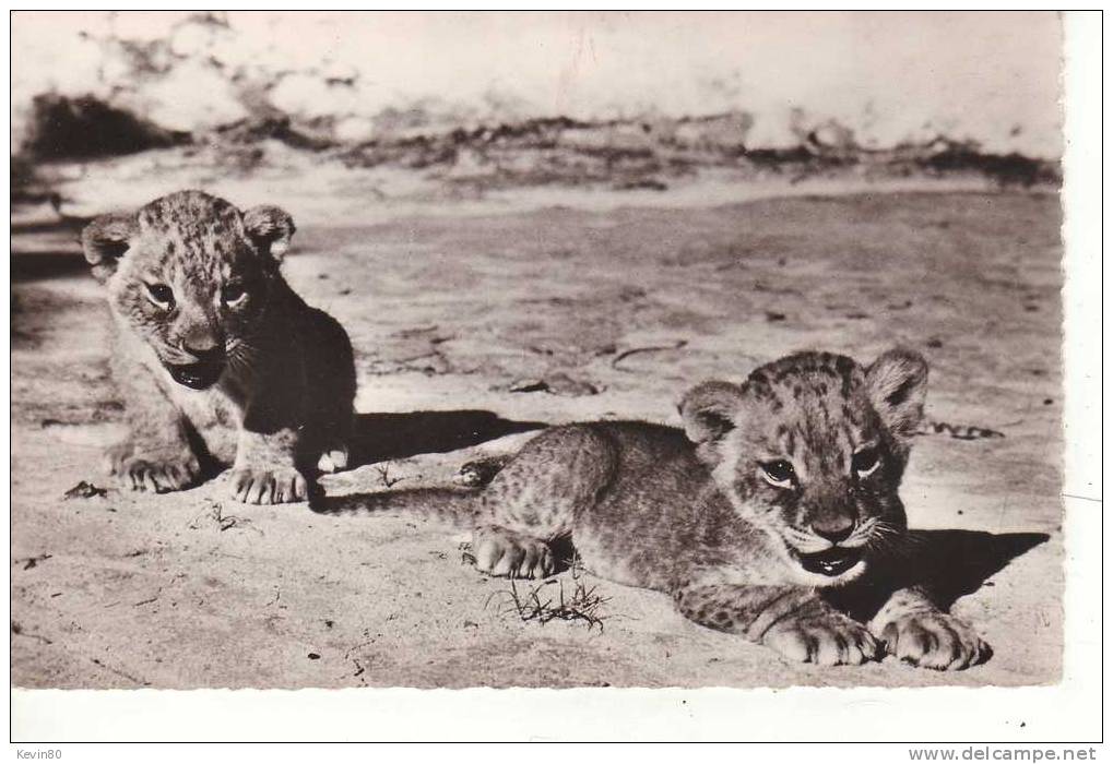 ANIMAUX Lionceaux - Lions