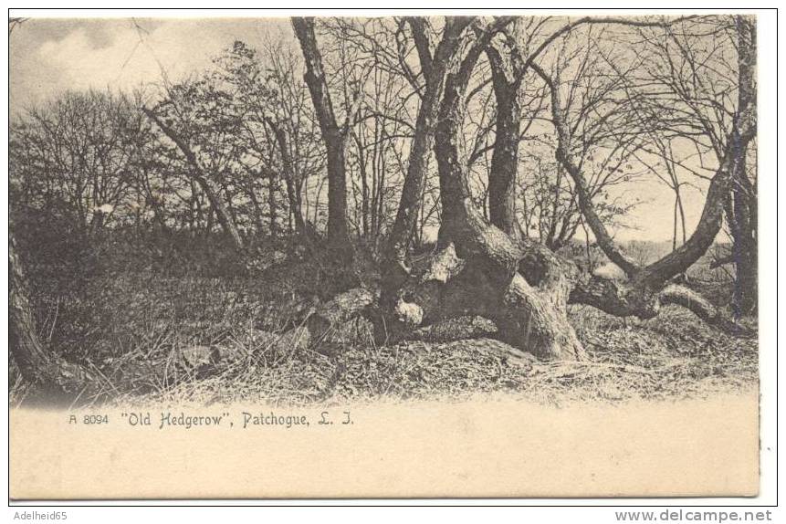 C 1900 Old Hedgerow Patchogue Long Island The Rotograph - Long Island