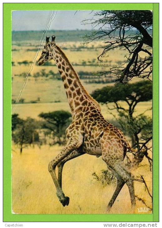 GIRAFE - PHOTO HOA-QUI - N° 5039 - Giraffes