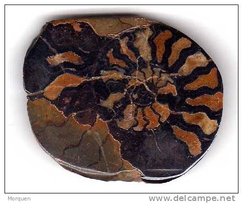 Ammonite 28 Mm Diametro - Fossils