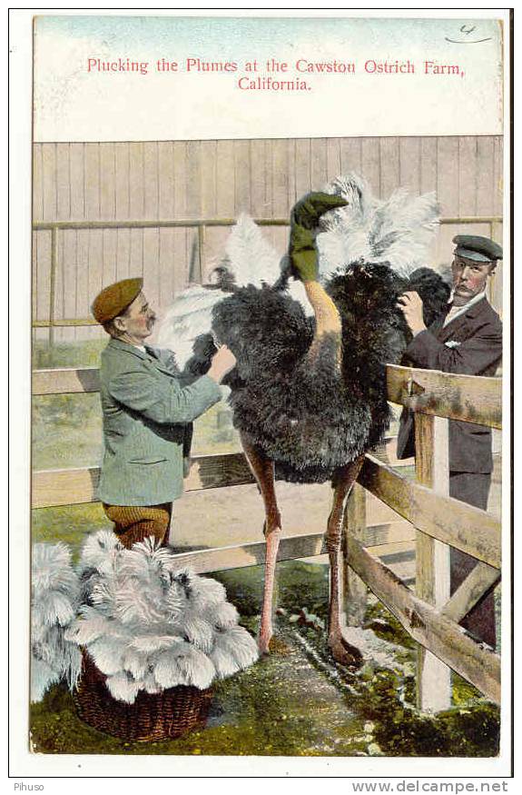 US-78    CAWSTON : Plucking The Plumes At The Cawston Ostrich Farm - Farms