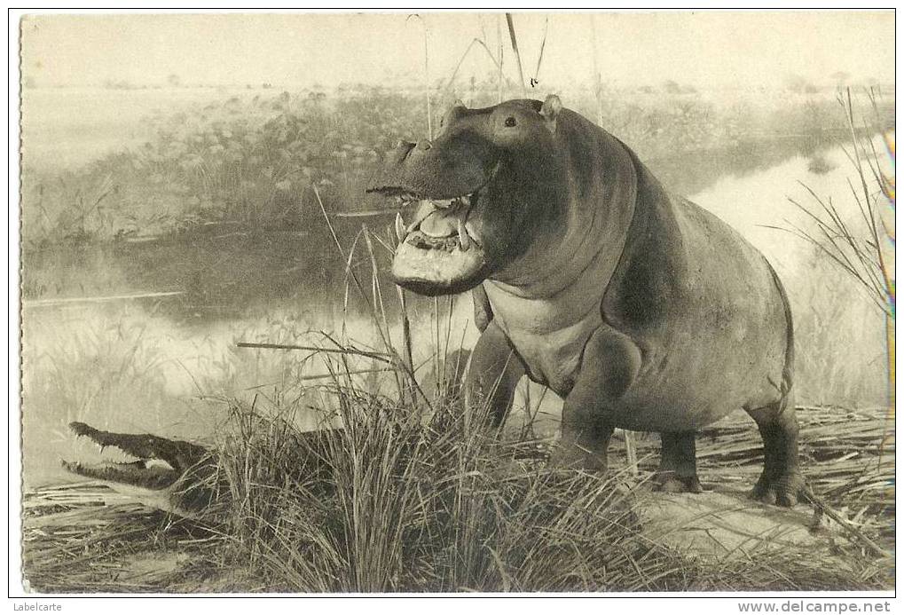 ANIMAUX.HIPPOPOTAME.MUSEE DU DUC D ORLEANS.DIORAMA DU SOUDAN - Hippopotames