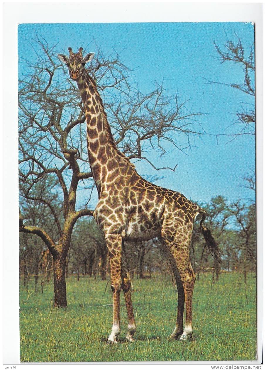 GIRAFE -  Afrique  - N°  1021 - Giraffes