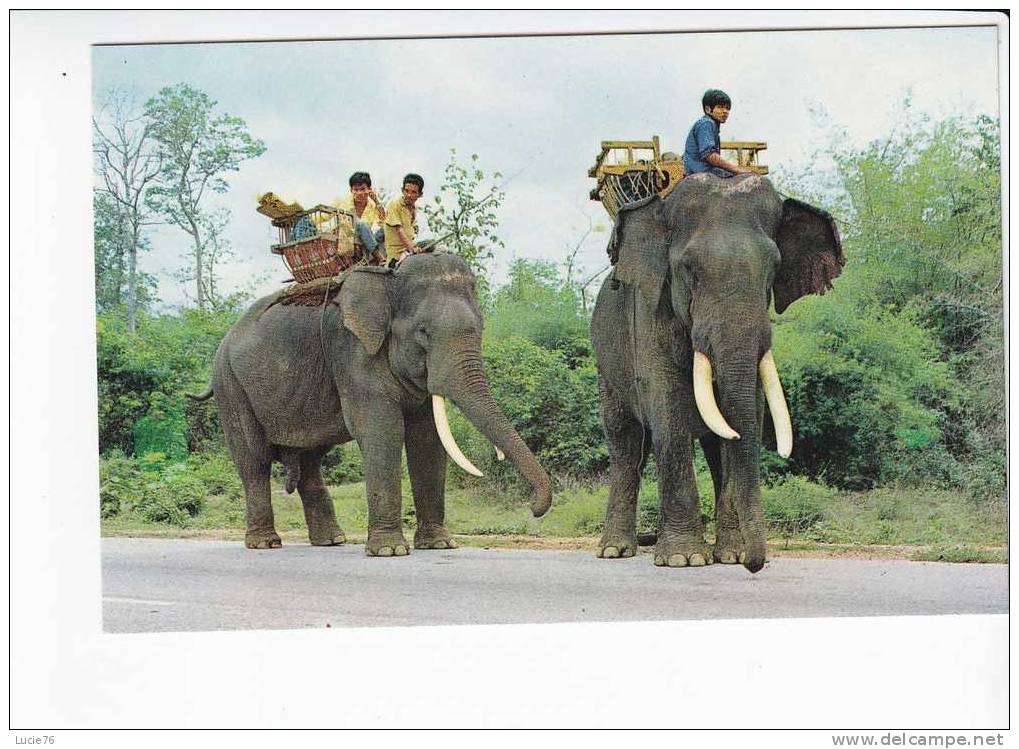 ELEPHANTS  Walking Slowly On The Road, Northern   THAILAND  - N°  921 - Elephants