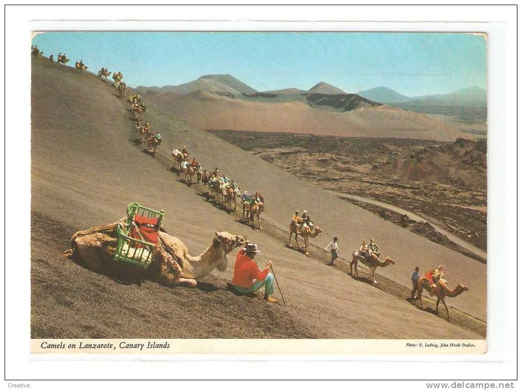 España. Camels On Lanzarote,CANARY ISLANDS - Lanzarote