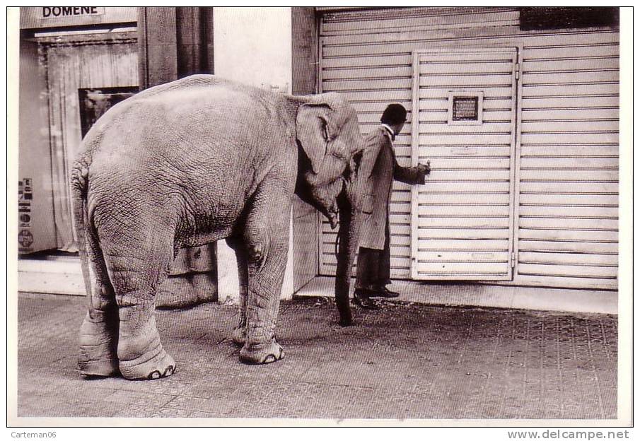 Animaux - Elephant Au Domene - Elephants