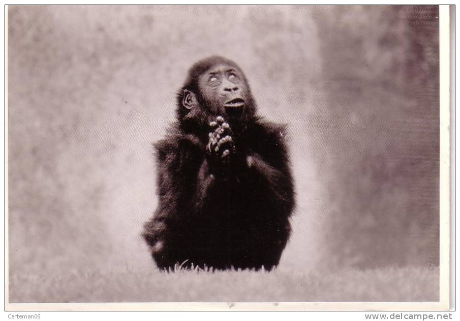 Animaux - Singe Avec Une Expression Humaine - Scimmie