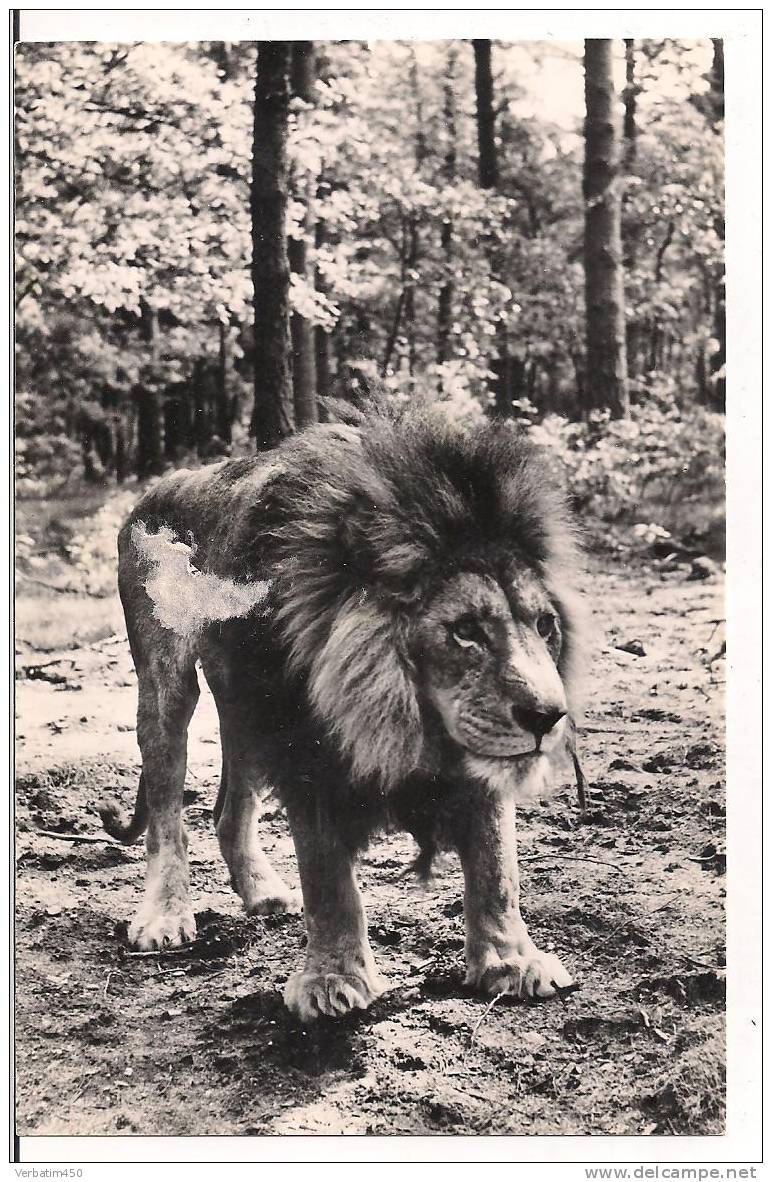 LEEUW IN BURGERS SAFARI ARNHEM..SUPERBE LION..NON ECRITE - Lions