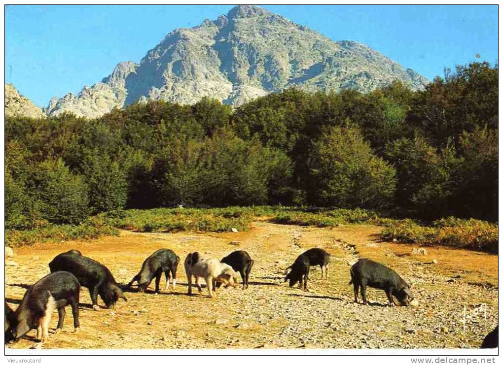 CPSM. COL VIZZAVONA. LE MONTE D'ORO. PORCS CORSES SEMI SAUVAGE CROISES SANGLIERS. DATEE 1987. - Cochons