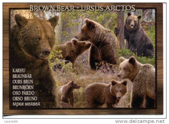 Brown Bear - Ours