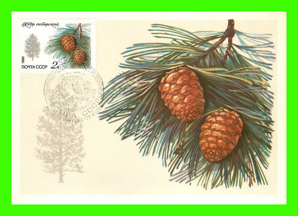 CARTES MAXIMUM - FLEURS, ARBRES - RUSSIE - CCCP - 1980 - - Cartoline Maximum