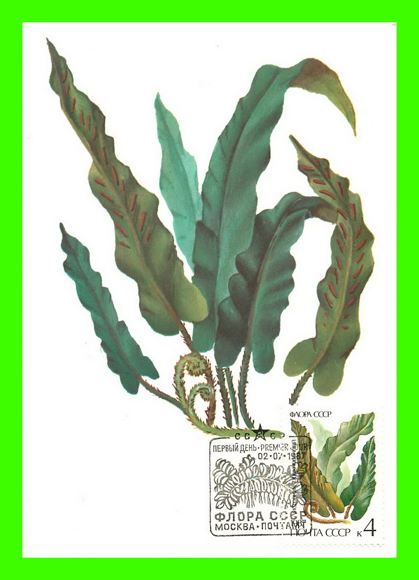 CARTES MAXIMUM - FLEURS, ARBRES, PLANTES - RUSSIE - CCCP - 1987 - - Cartoline Maximum