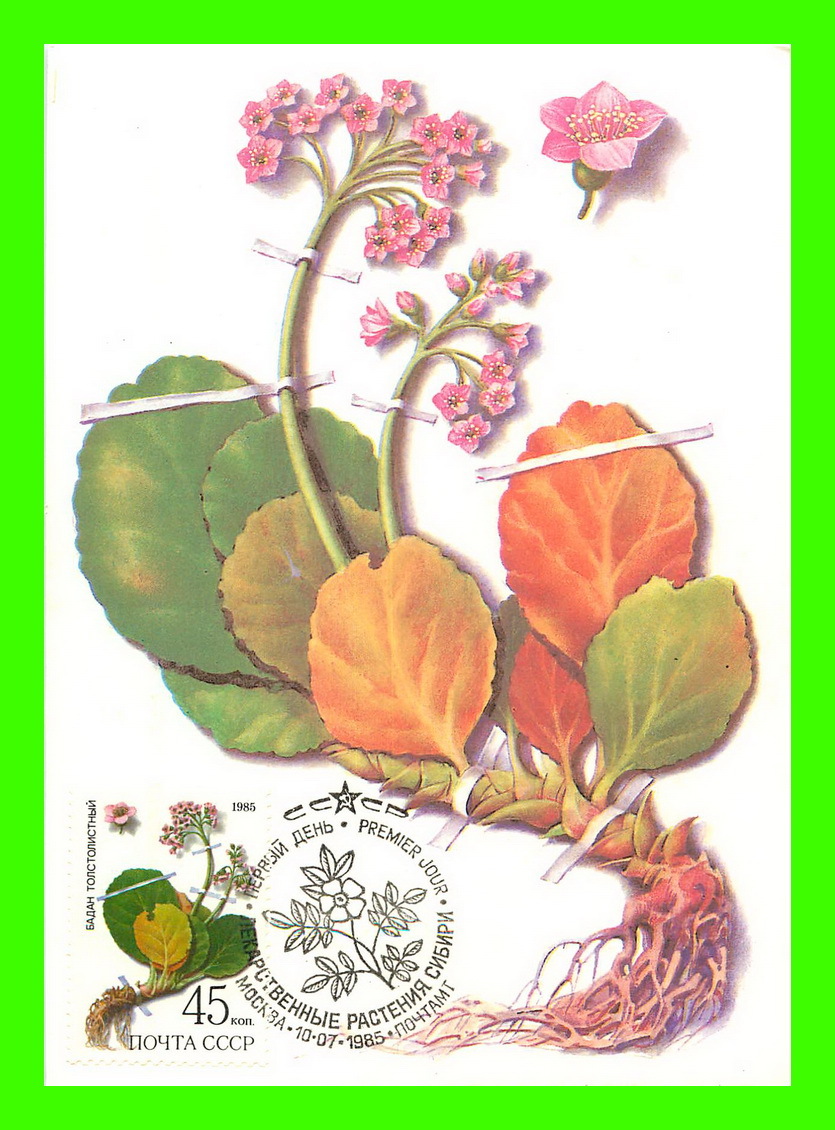 CARTES MAXIMUM - FLEURS, ARBRES, PLANTES - RUSSIE - CCCP - 1985 - - Maximum Cards