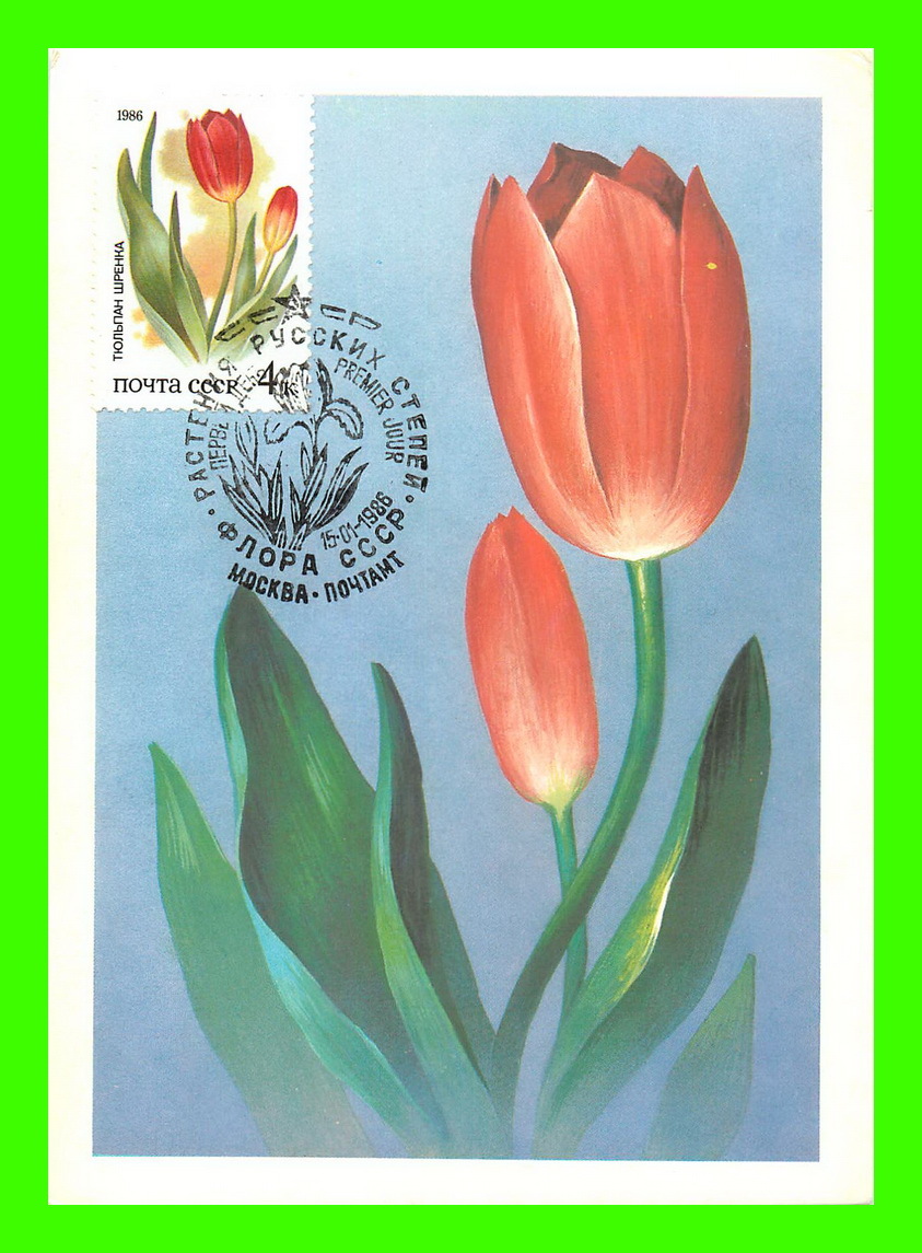 CARTES MAXIMUM - FLEURS, ARBRES, PLANTES - RUSSIE - CCCP - 1986 - - Maximumkarten