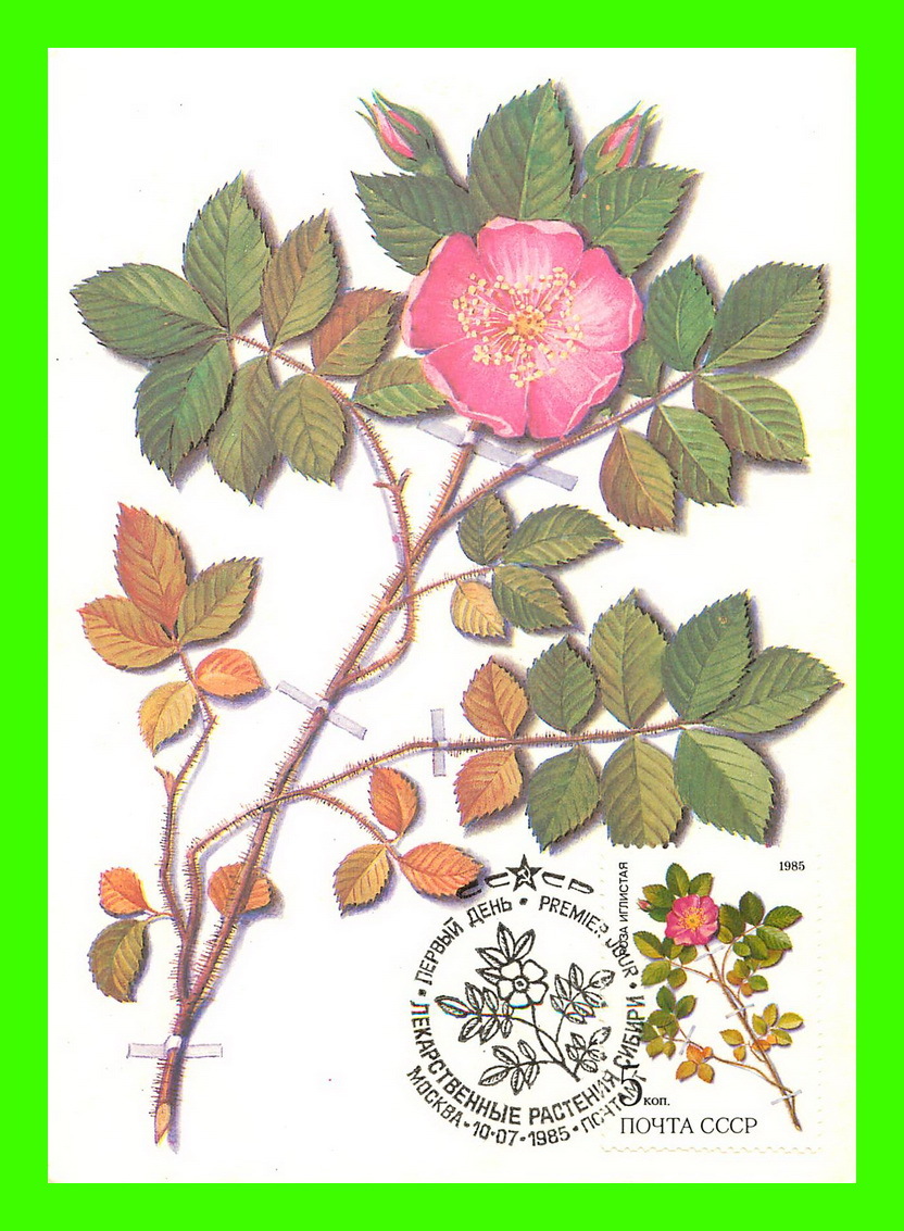 CARTES MAXIMUM - FLEURS, ARBRES, PLANTES - RUSSIE - CCCP - 1985 - - Maximum Cards