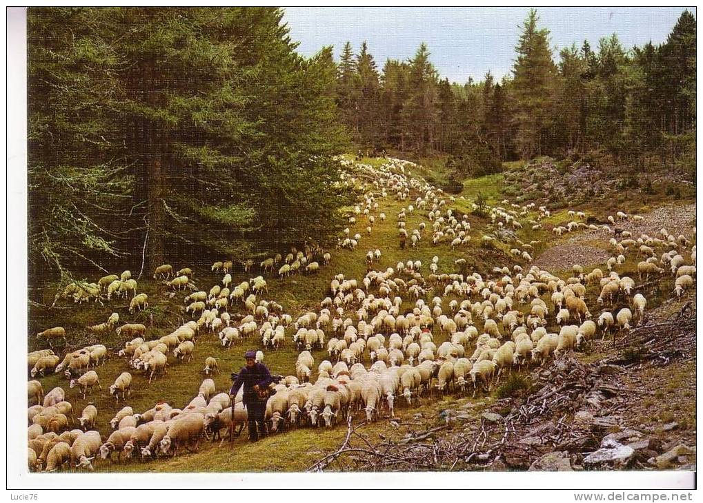 RETOUR De TRANSHUMANCE  - Troupeau De Moutons - N° 14 - Crías