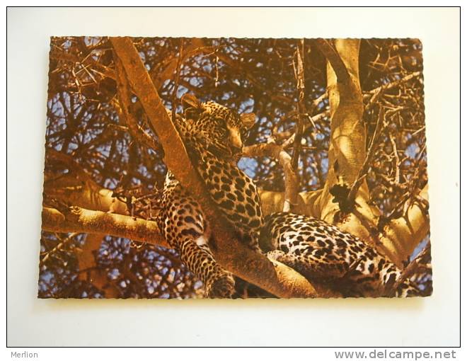 East Africa -Kenya - Leopard    PU 1976   VF  D60263 - Kenya