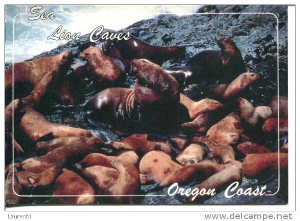 Sea Lion Caves - Oregon - USA - Leones