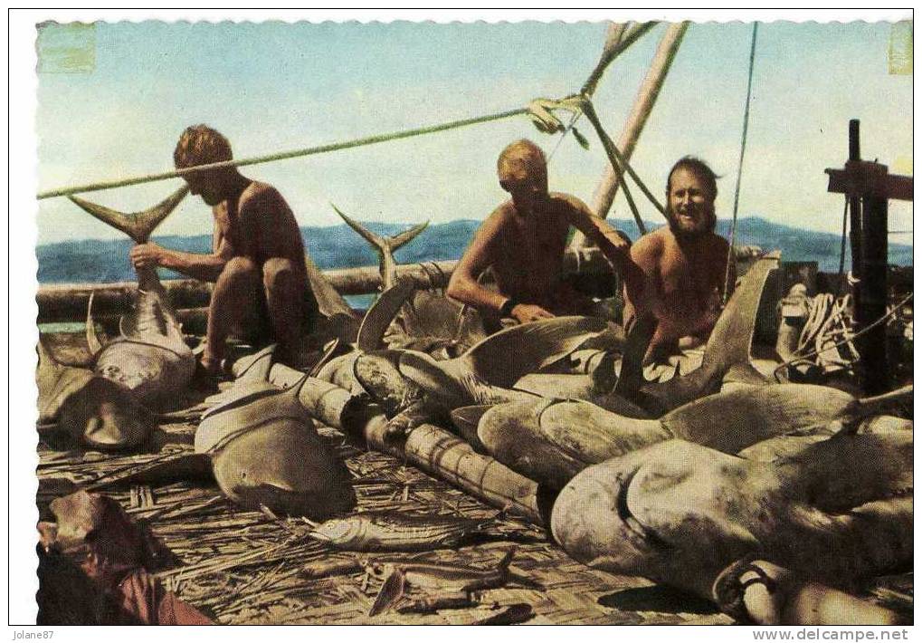 CPSM     EXPEDITION        KON TIKI 1947           A DAY S CATCH            CAPTURE DE REQUINS - Other & Unclassified