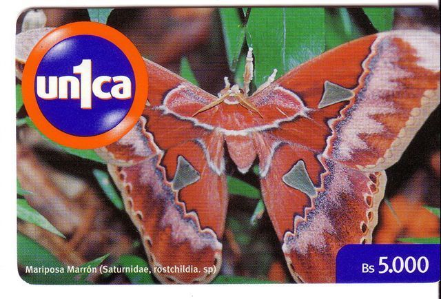 BUTTERFLY  ( Venezuela ) * Papillon Butterflies Schmetterling Papillons Mariposa Farfalla Animal Animals Insect Insectes - Venezuela