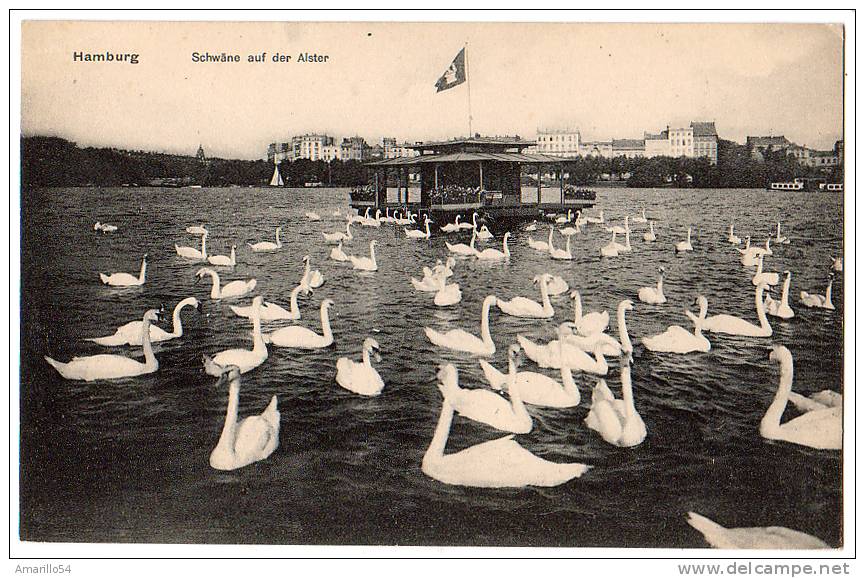 TOP AK HAMBURG - Schwäne Auf Der Alster Um 1910 - Mitte