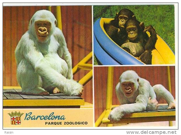 Singes Parc Zoologique Barcelone Espagne CPSM Non Circulé BE - Scimmie